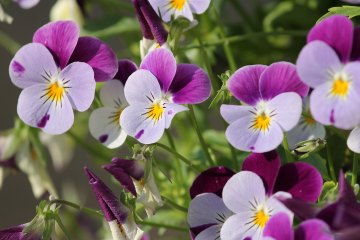 Tulipany - wiosenne perły ogrodu działkowego - zdjęcie 1