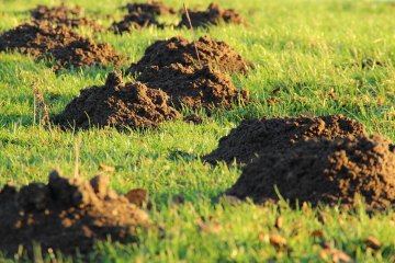 Kret na rabacie to jeszcze nie katastrofa